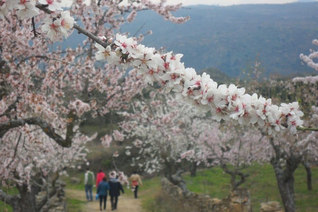 Economía y turismo en torno al almendro - Espacio Fronteira